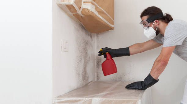 Professional Basement Mold Removal technician working in Woodbury, NJ