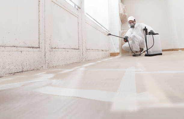 24/7 Emergency Basement Mold Removal experts in Woodbury, NJ