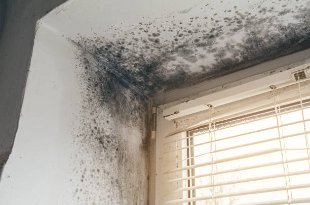 Affordable Basement Mold Removal solutions in Woodbury, NJ