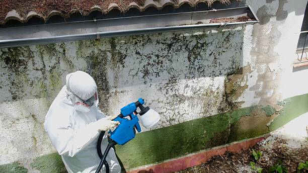 Top rated local Basement Mold Removal specialists in Woodbury, NJ